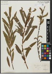 Foto von Salix paracalliantha A. Camus & E. G. Camus